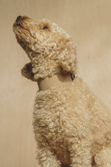 Dog collar Pony knotony Beige&Green