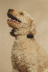 Dog collar Pony knotony Beige&Black