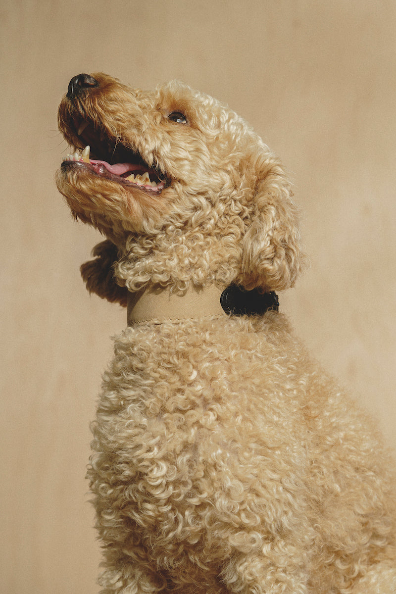 Dog collar Pony knotony Beige&Black