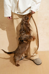 Walk kit: Companiony mini leash + harness ginger