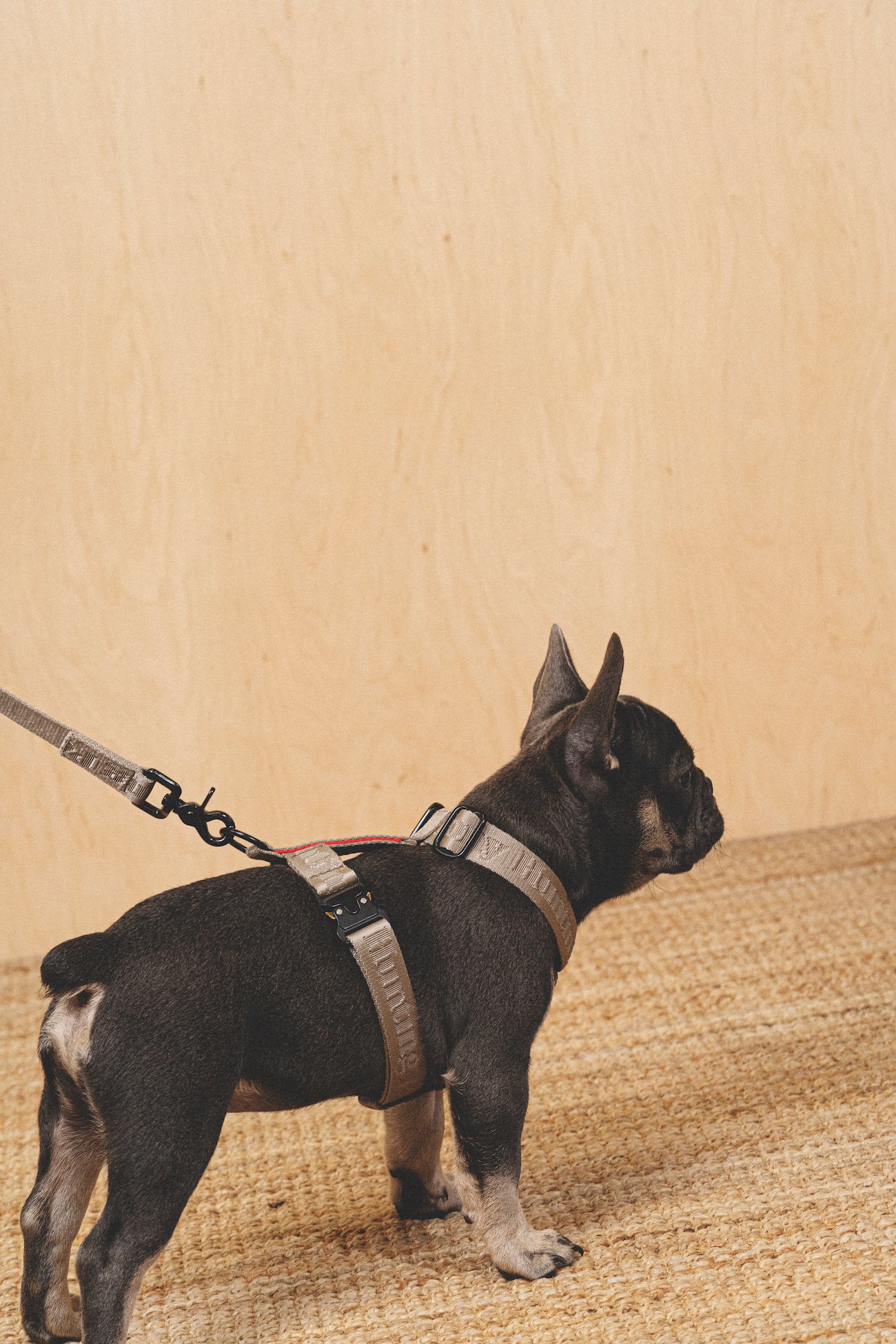 Walk kit: Companiony leash + harness gray