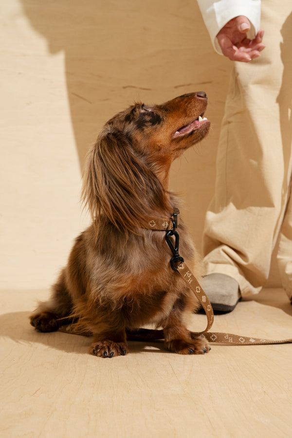 Walk kit: Companiony mini leash + collar ginger