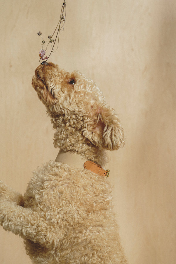 Dog collar Pony knotony Beige&Ginger