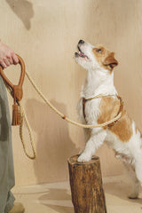 Dog leash Country Pony Ginger