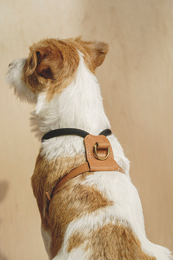 Louis Pup White Monogram Leather Collar & Leash