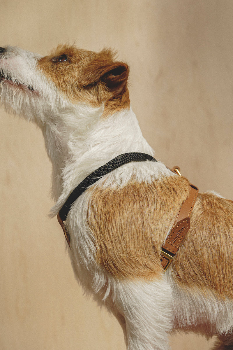 Dog Harness Pony Makarony Ginger