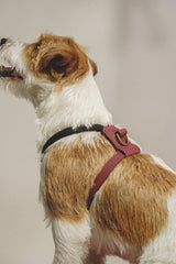 Dog Harness Pony Makarony Wine