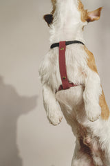 Dog Harness Pony Makarony Wine