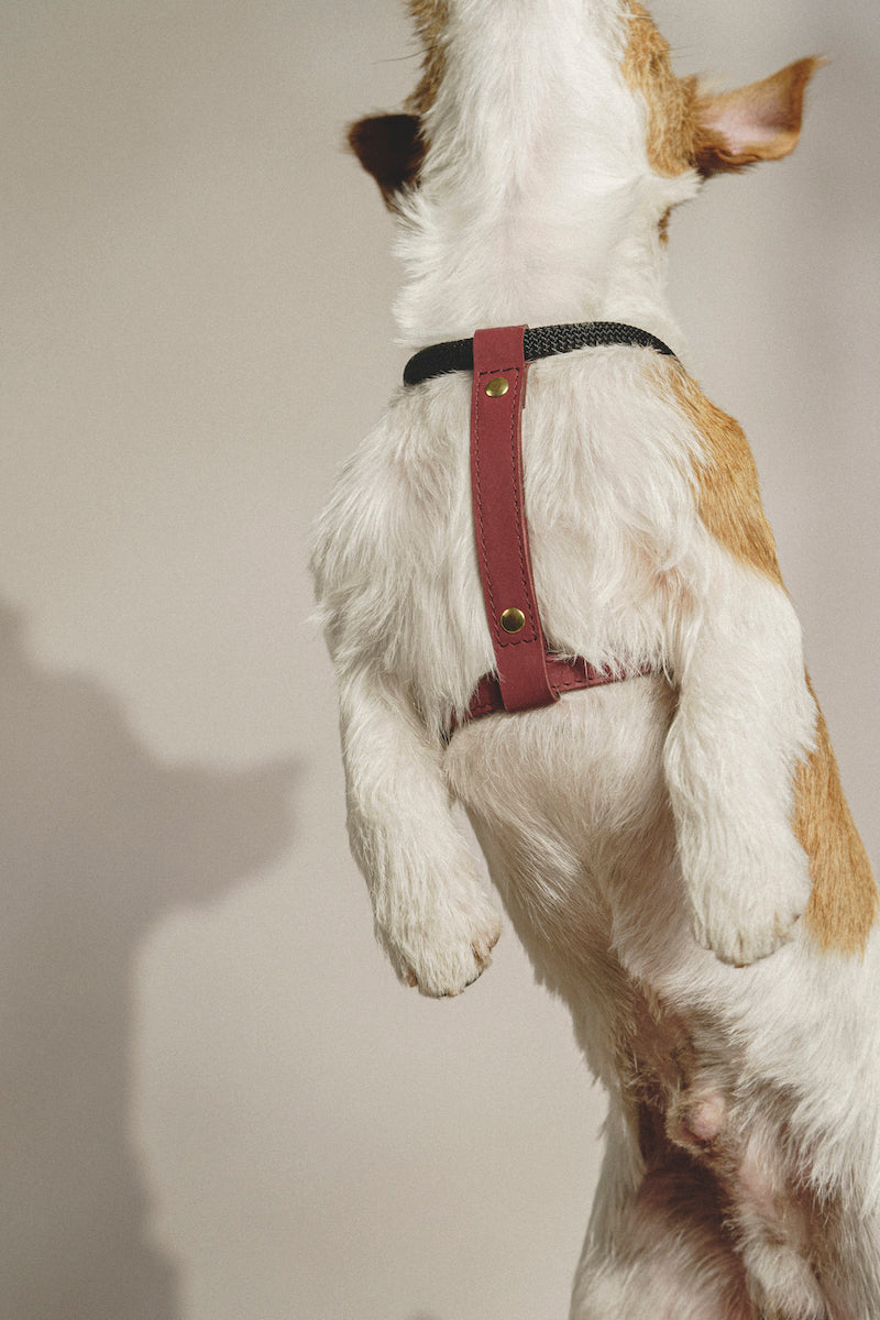 Dog Harness Pony Makarony Wine