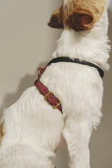 Dog Harness Pony Makarony Wine