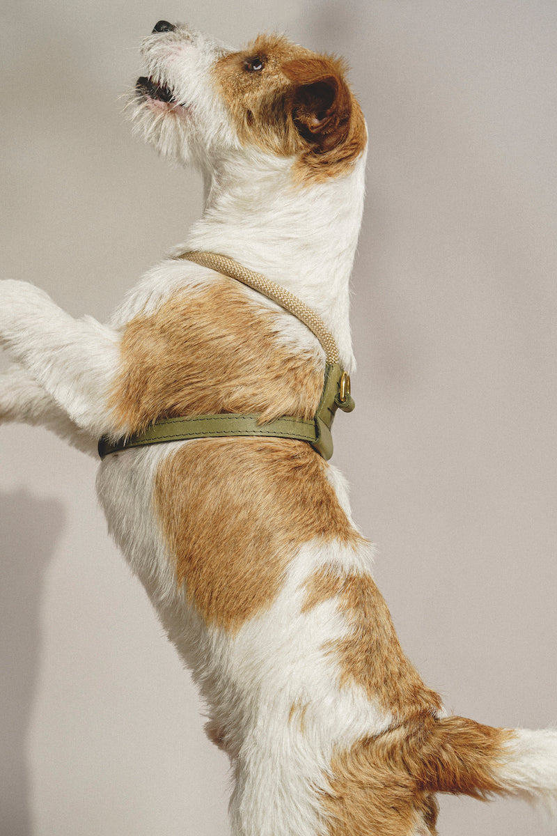 Harness Pony Makarony Green, light rope