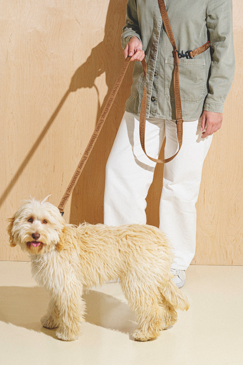 Walk kit: Companiony leash + collar ginger