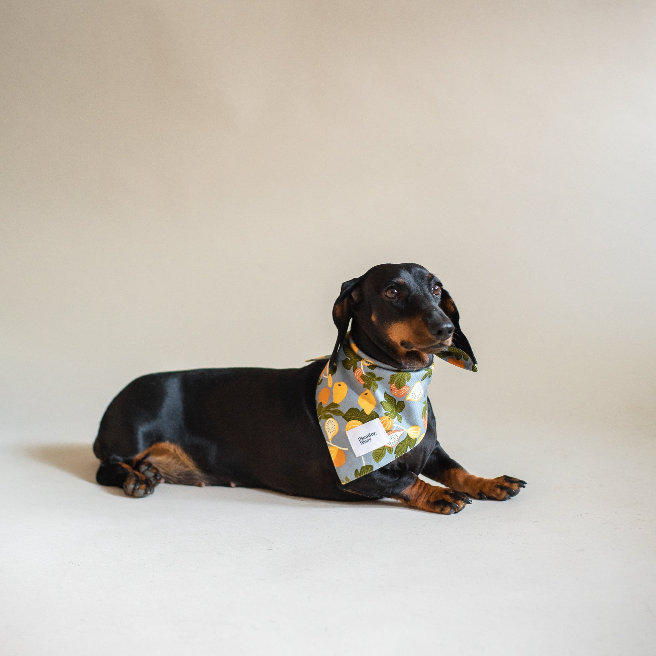 Pony Bandana for dogs
