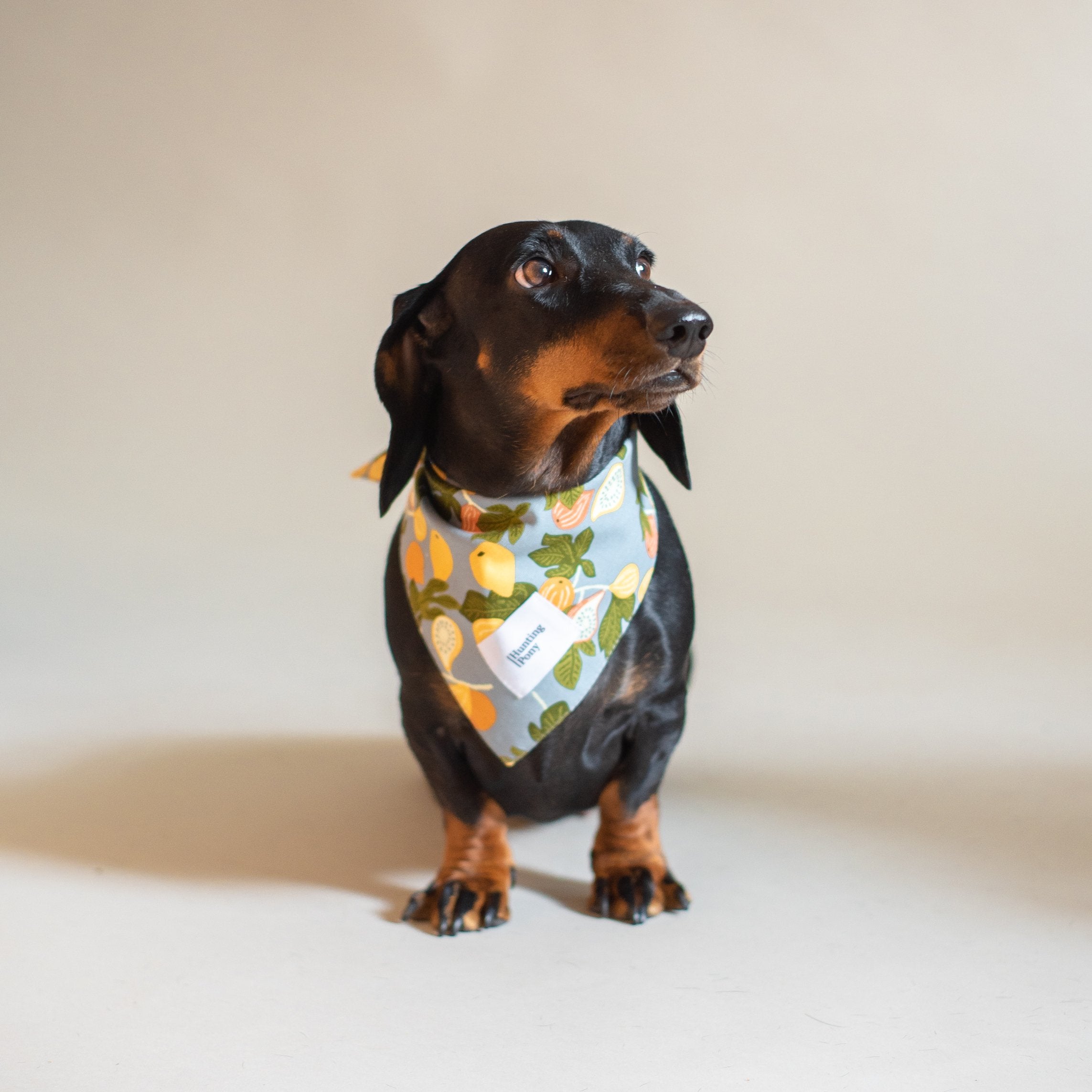 Pony Bandana for dogs