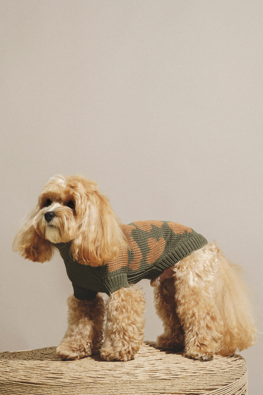 Dog Сardigan "Pony-Cottony" Mushrooms