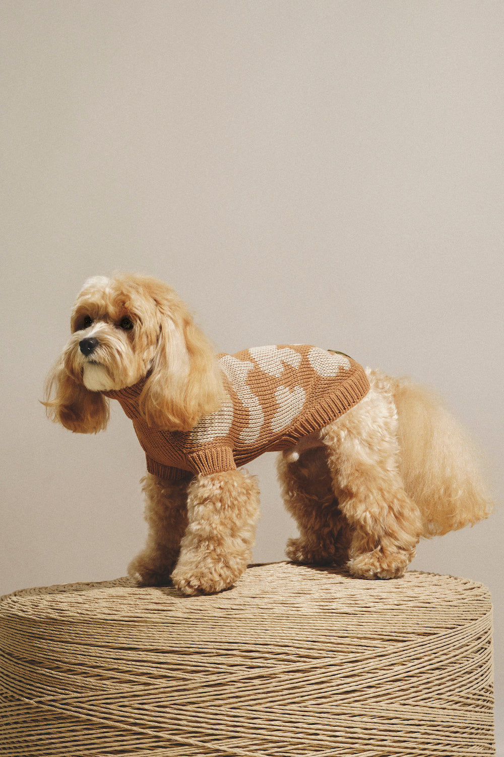 Dog Сardigan "Pony-Cottony" Mushrooms