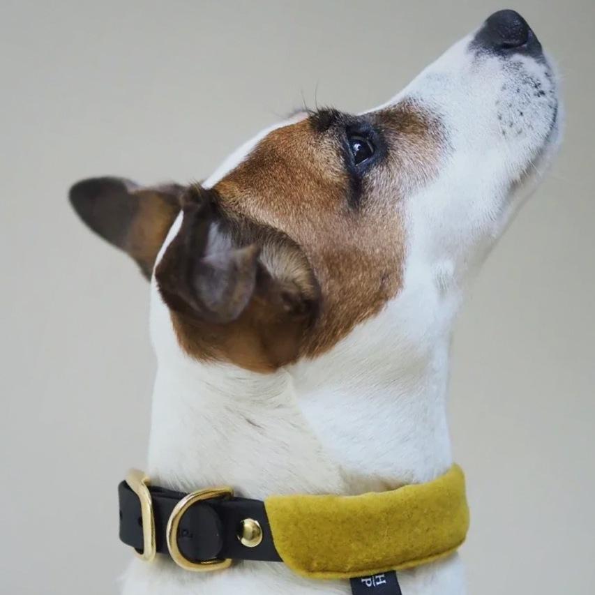 Pony-Mascarpony Biothane collar with case