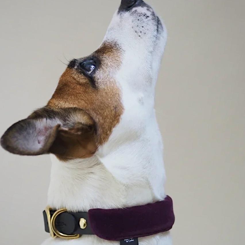 Pony-Mascarpony Biothane collar with case