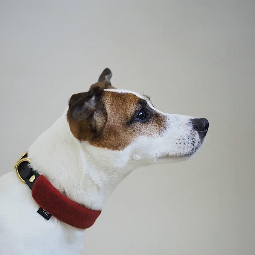 Pony-Mascarpony Biothane collar with case
