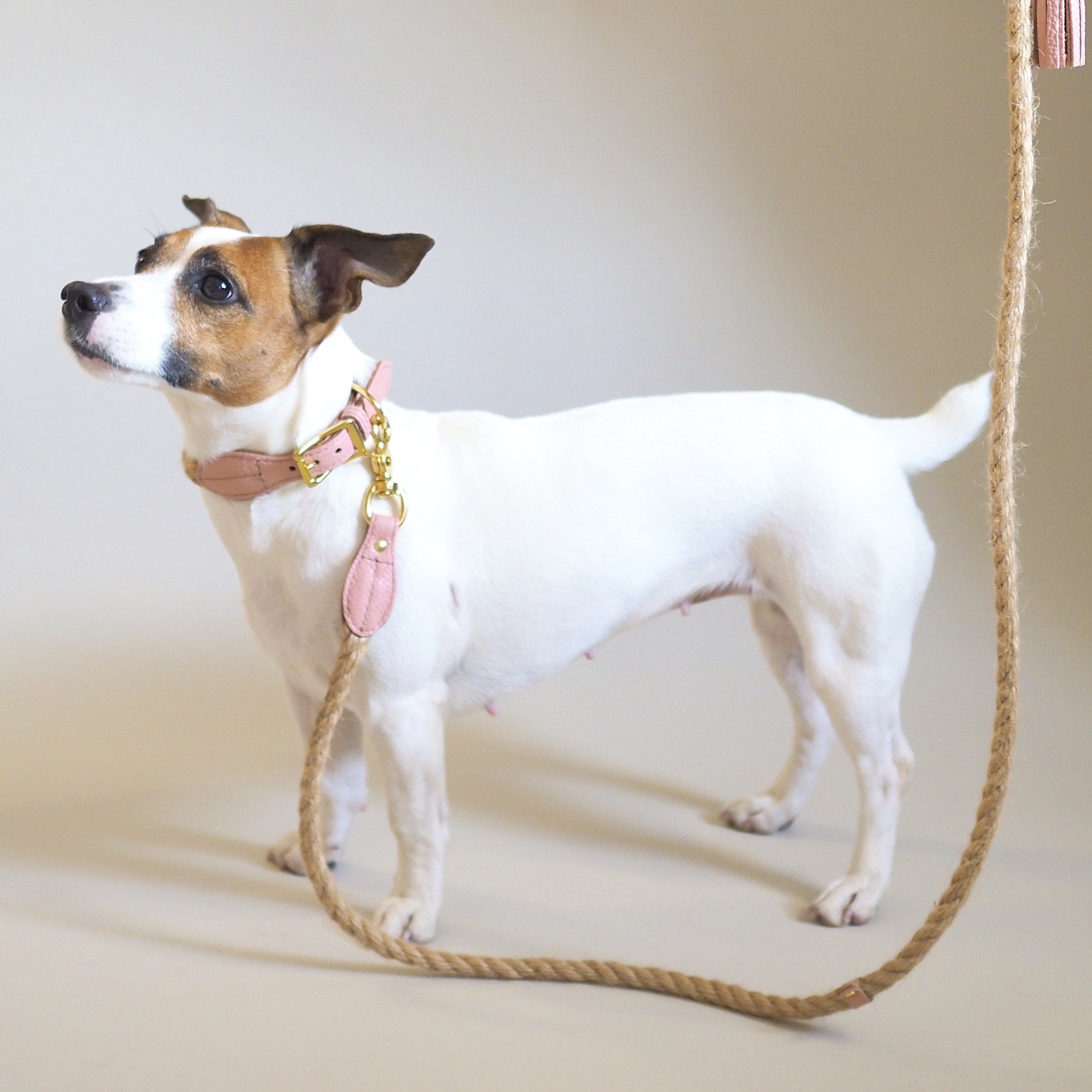 Dog collar country Pony pink