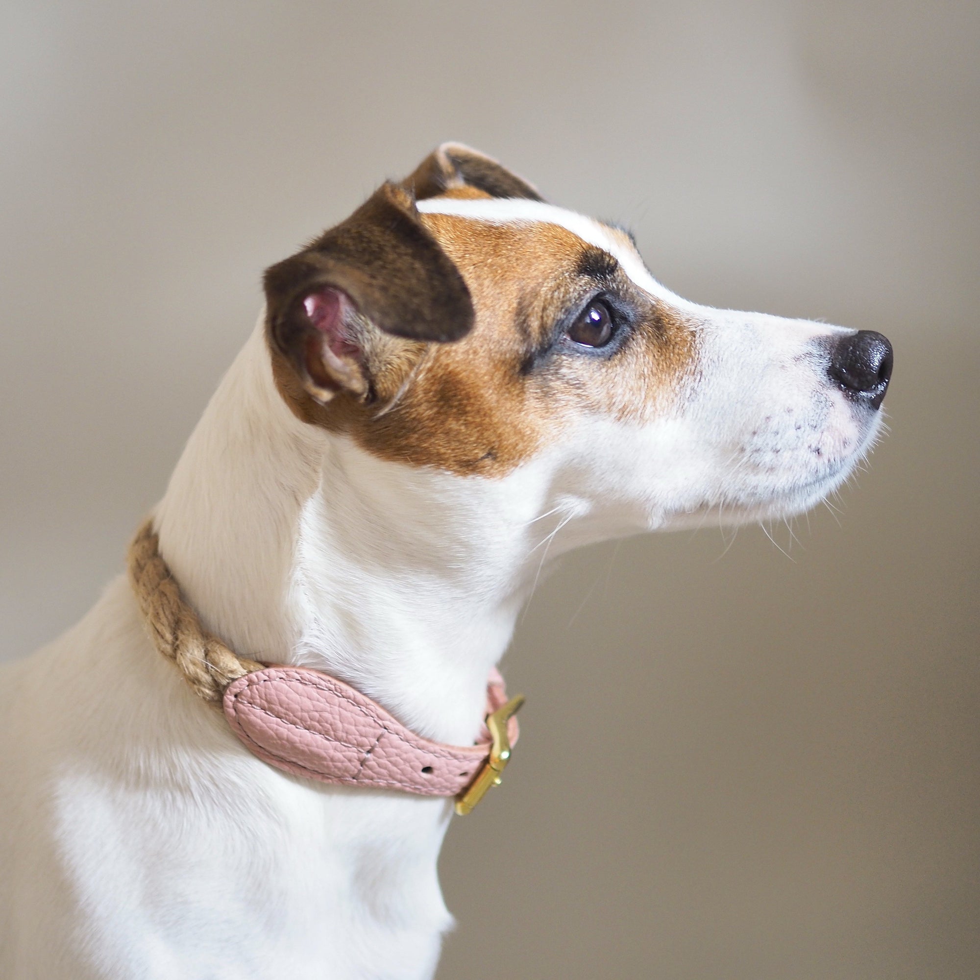 Dog collar country Pony pink