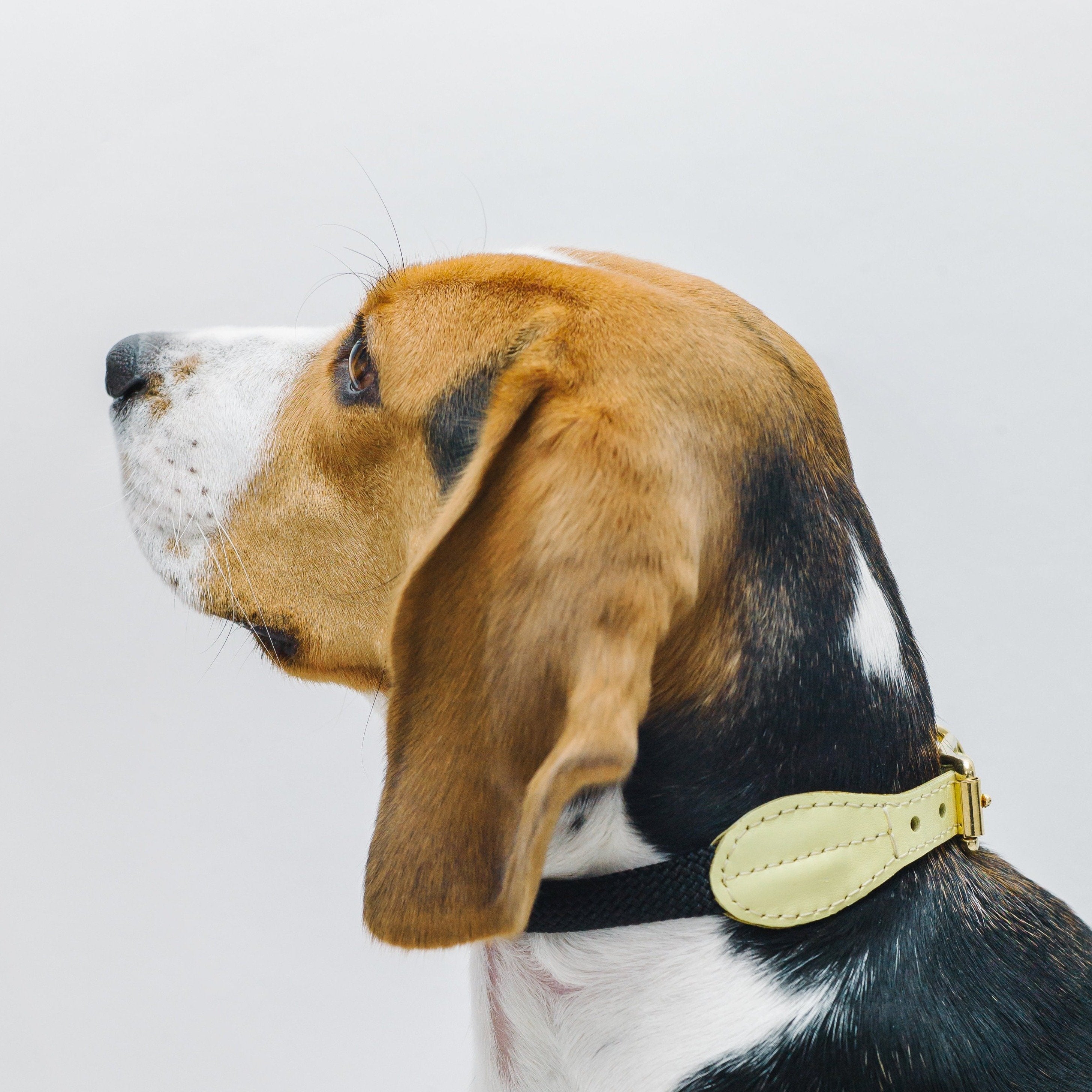 Dog collar Pony makarony yellow
