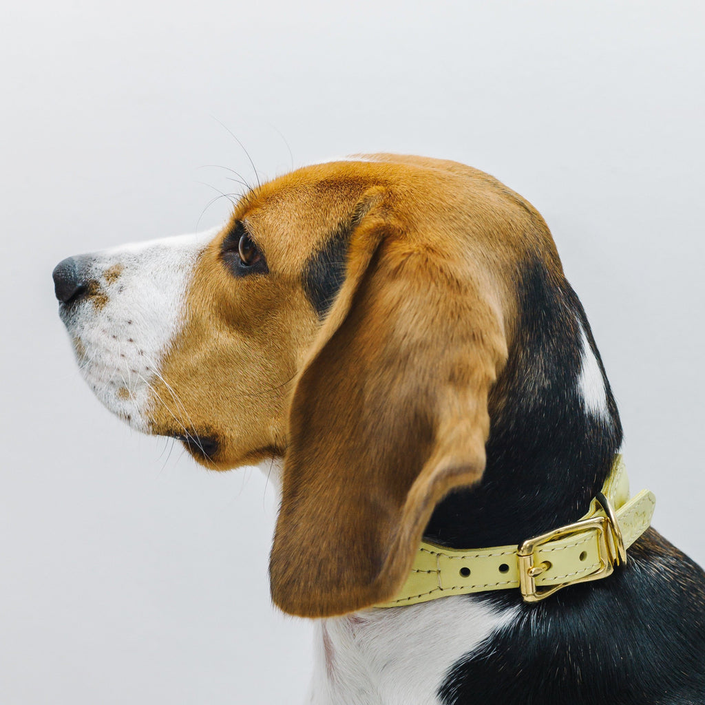 Dog collar Pony makarony yellow