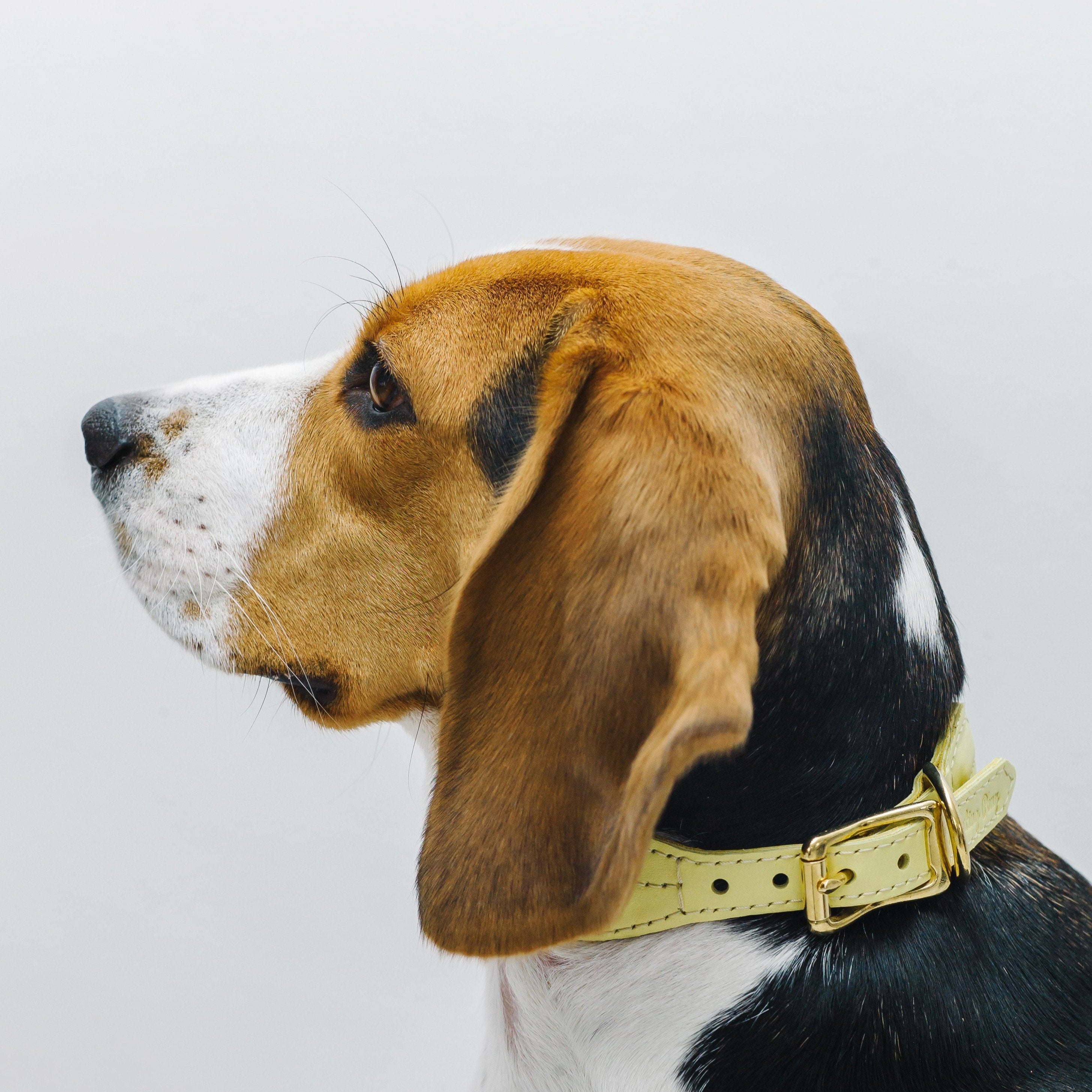 Dog collar Pony makarony yellow