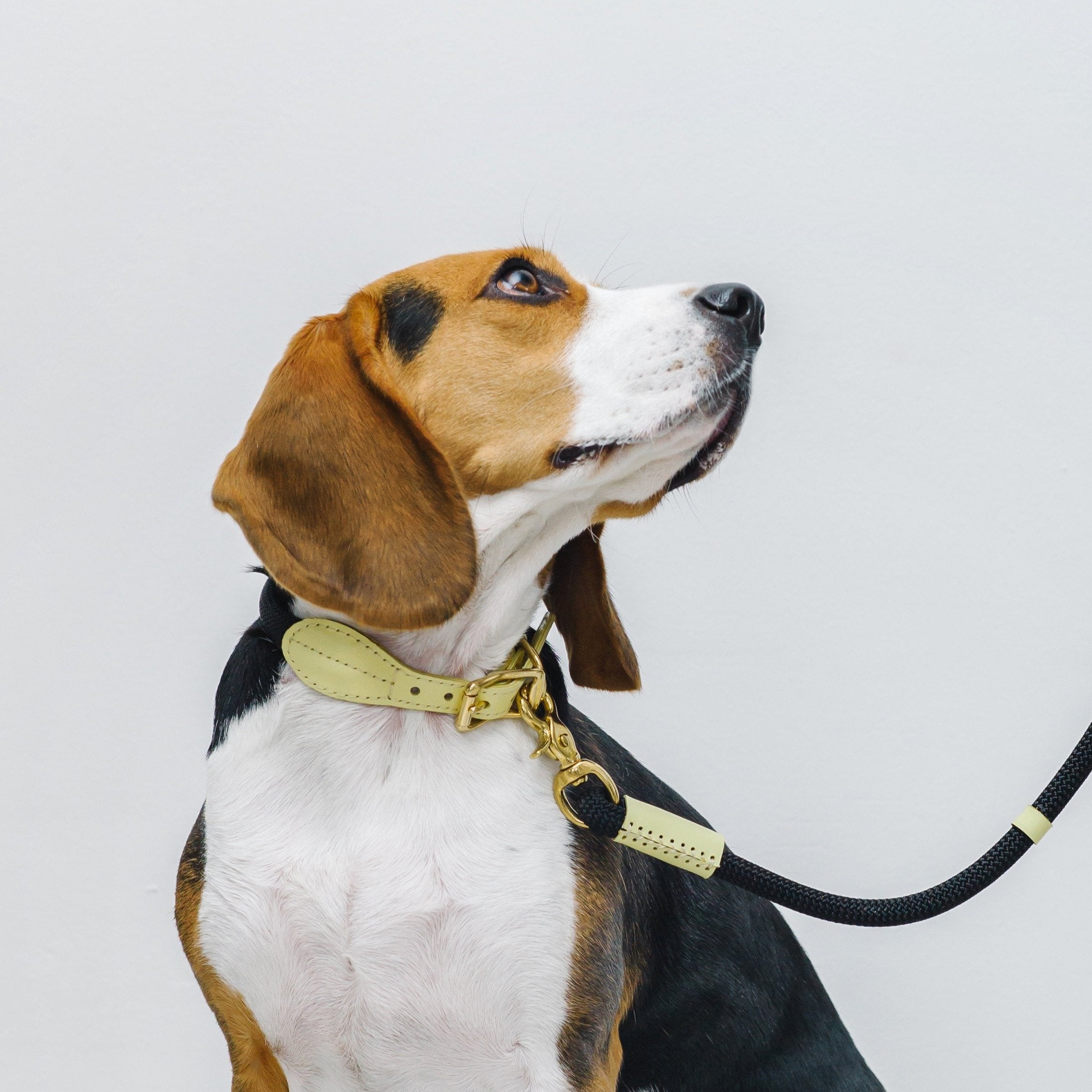 Dog collar Pony makarony yellow